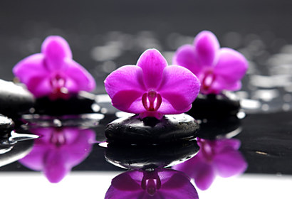 Fototapeta Purple orchid and Zen stones 24284